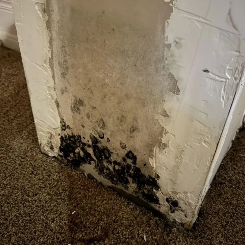 Professional Mold Removal in Little Falls, MN